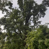 Obrázek k článku  Víte jak změřit výšku stromu?